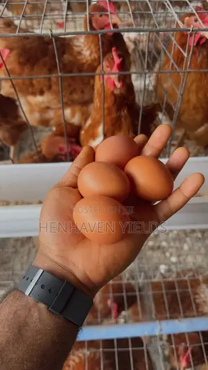Quality Freshly Laid Farm Fresh Eggs
