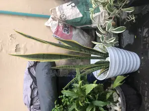 Snake Plants for Sell Indoor Plants for Sell