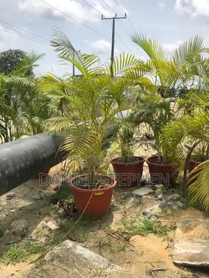 Golden Palm With Vase for Sell