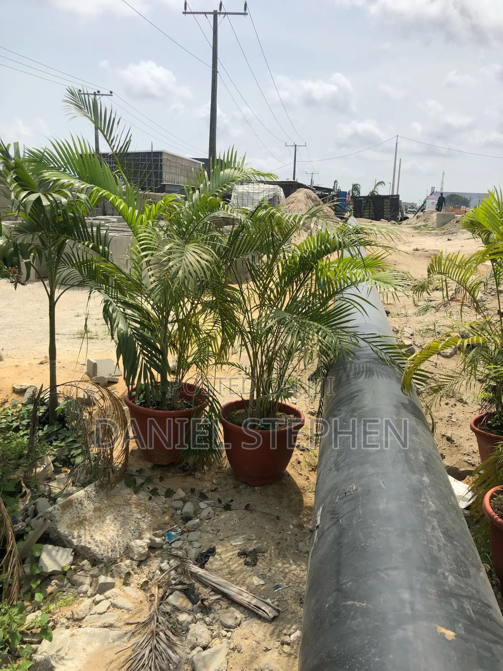 Golden Palm With Vase for Sell