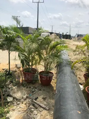 Golden Palm With Vase for Sell