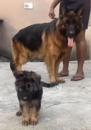 1-3 months Female Purebred German Shepherd