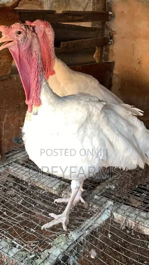 Turkey for Sale