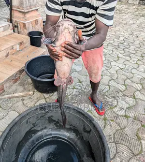 Jumbo Catfish