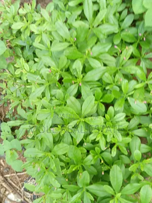 465 Acers of Land Lagos Ibàdan Expressway