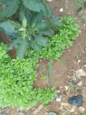Full Plot Fenced Gated Near Egbeda Bustop Akowonjo