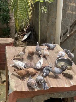 Different Breeds of Pigeons
