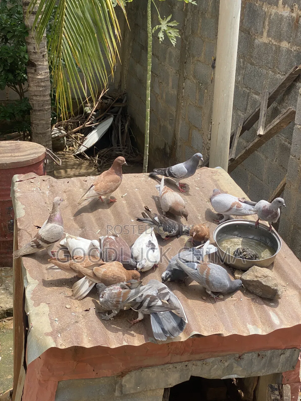 Different Breeds of Pigeons