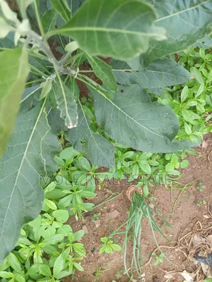 1600sqm ( Two Half ) Plots Ikotun Iguando Rd