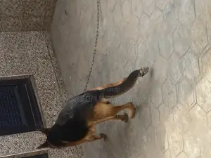 1+ year Male Purebred German Shepherd
