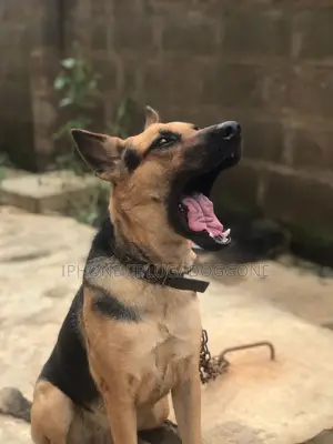 1+ year Female Purebred German Shepherd