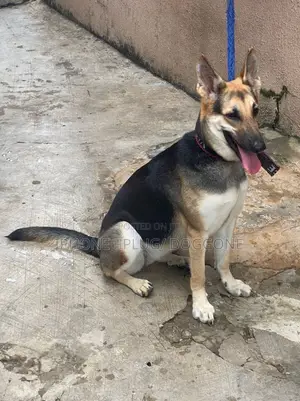 1+ year Female Purebred German Shepherd