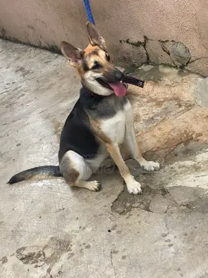 1+ year Female Purebred German Shepherd