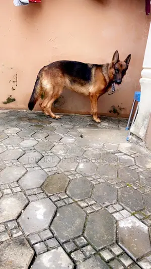 1+ year Male Purebred German Shepherd