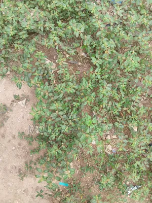1300sqm ( 2 Plots) 4 Sale Facing Lasu Isheri Expressway