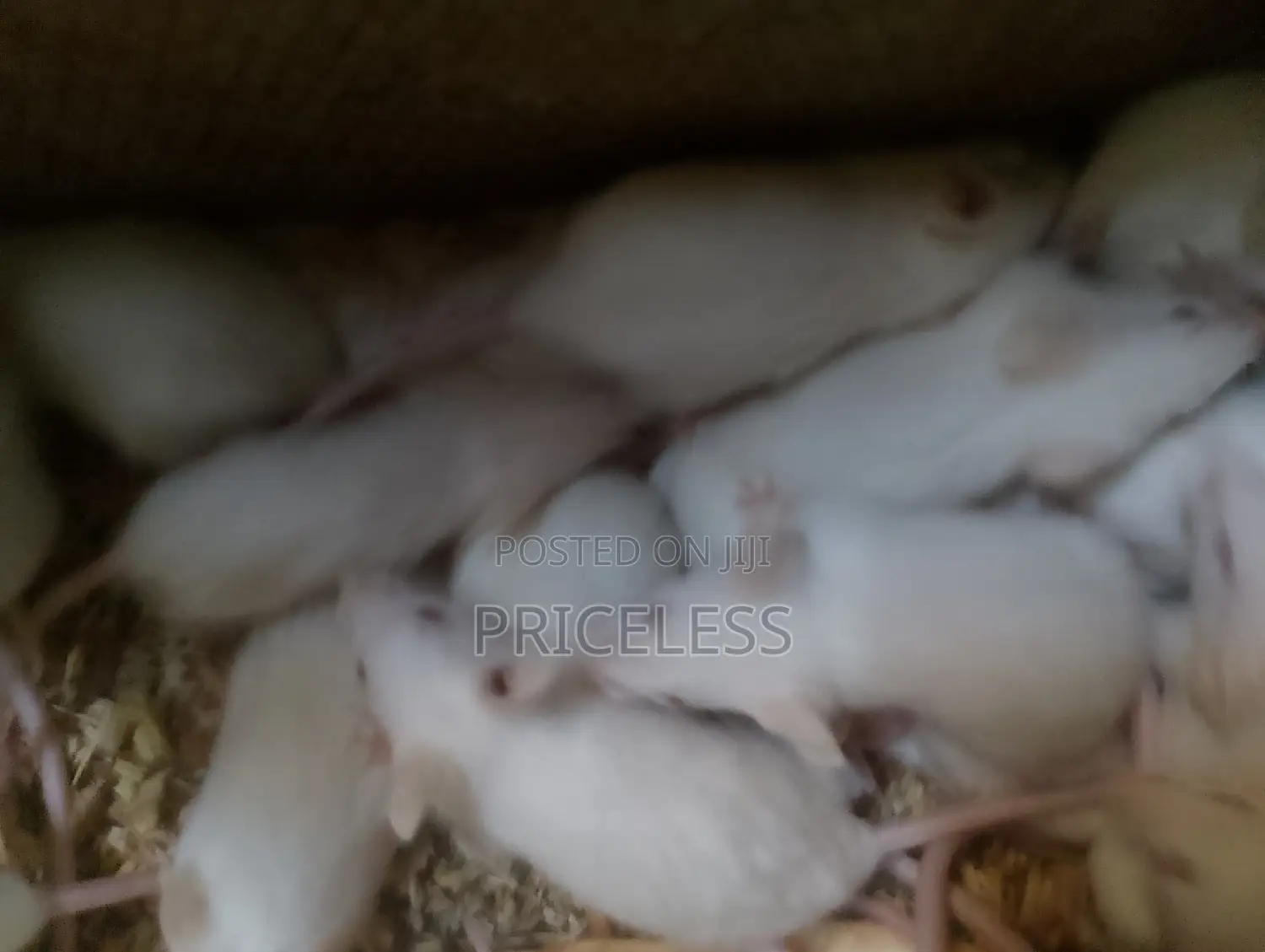 Albino Mice