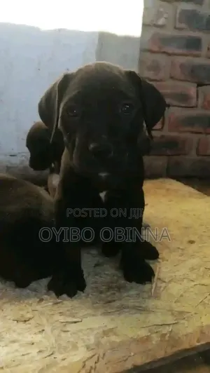 1-3 months Female Purebred Boerboel