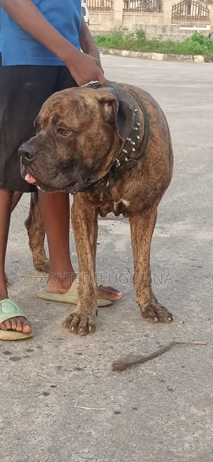 1+ year Male Purebred Boerboel