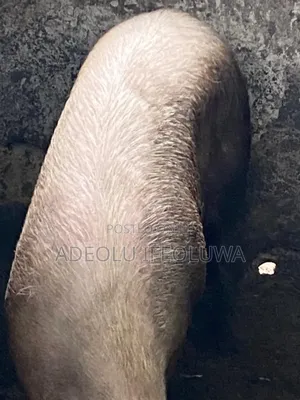 Pigs (2 Adults Female)