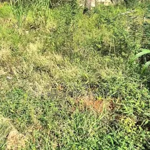 Fenced and Gated Land Measuring About 16 Hectares