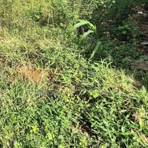 Fenced Bareland Measuring 674sqm