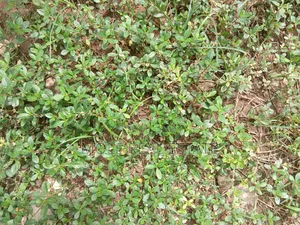 2 Plots Of Land Facing Iguando Iyana Oba Expressway