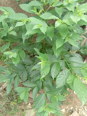 600sqm ( 60ft/120ft )Plot Facing Oja Ipaja Lagos
