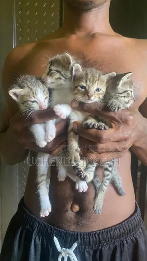 0-1 month Male Purebred American Shorthair