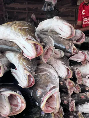 Ishaq Dryfish And Fresh River Fish Venture