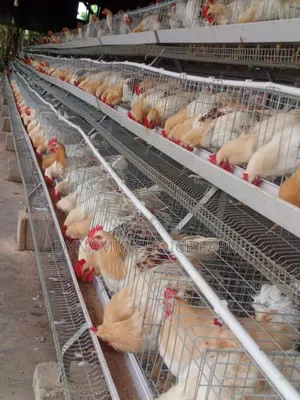 Poultry Attendance Needed