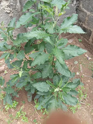 600sqm Full Plot Abule Odù Egbeda Near Bustop