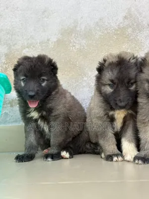 1-3 months Female Purebred Caucasian Shepherd
