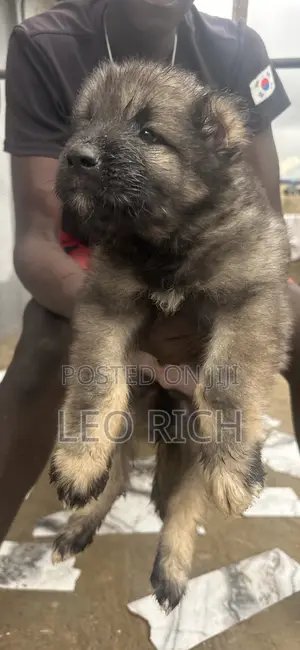 1-3 months Female Purebred Caucasian Shepherd