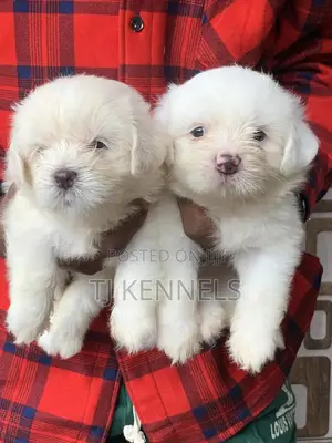 1-3 months Female Purebred Lhasa Apso