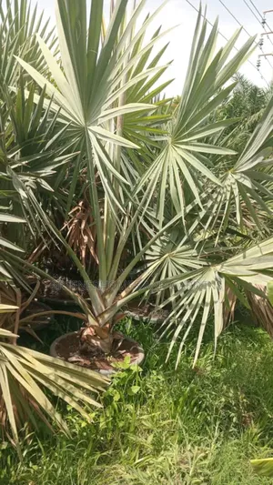 Bismackia Plants