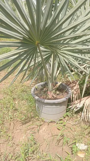 Bismackia Plants