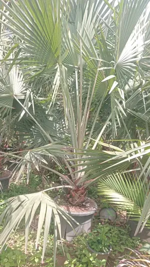 Bismackia Plants