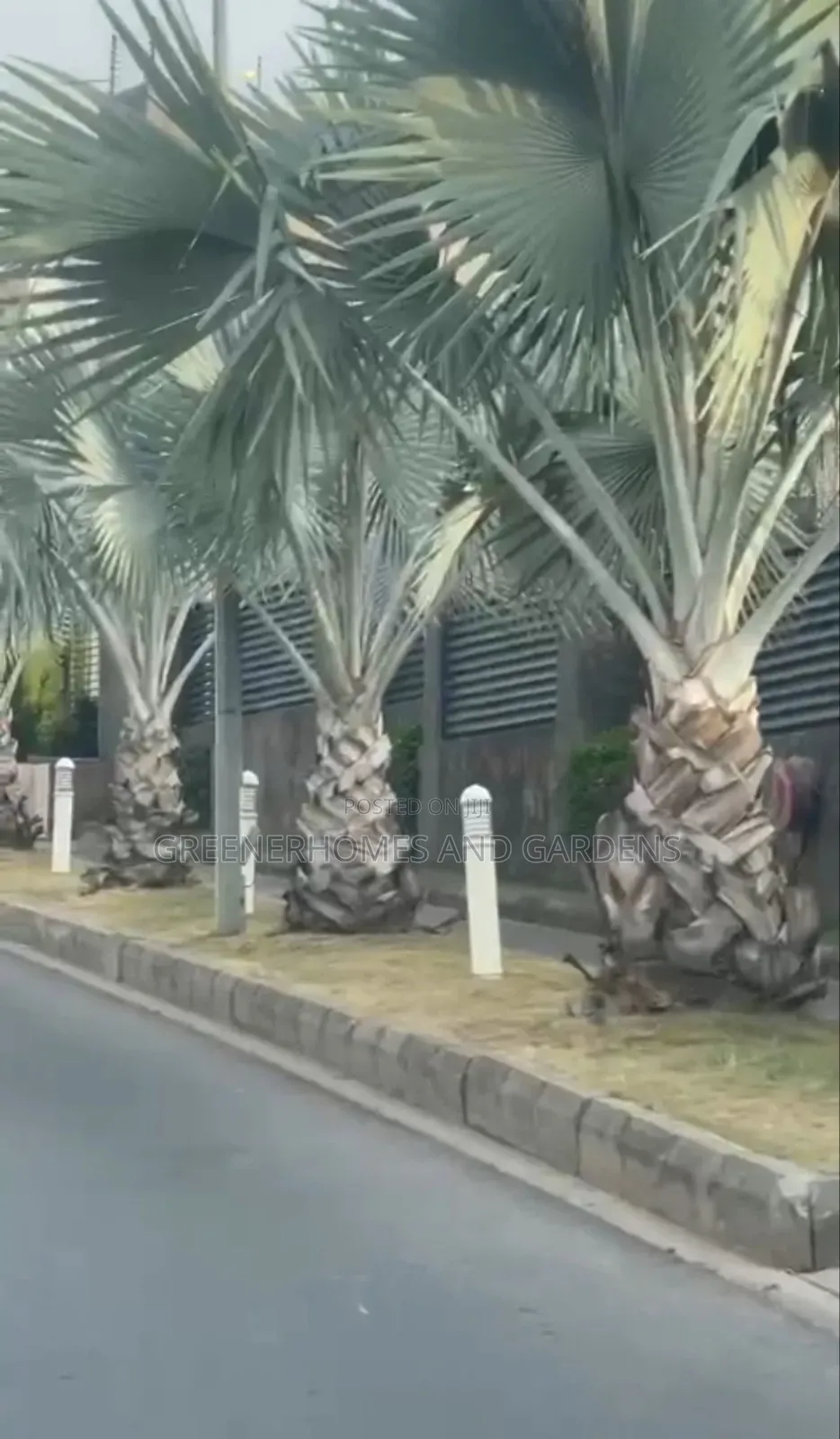 Bismackia Plants