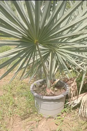 Bismackia Plants