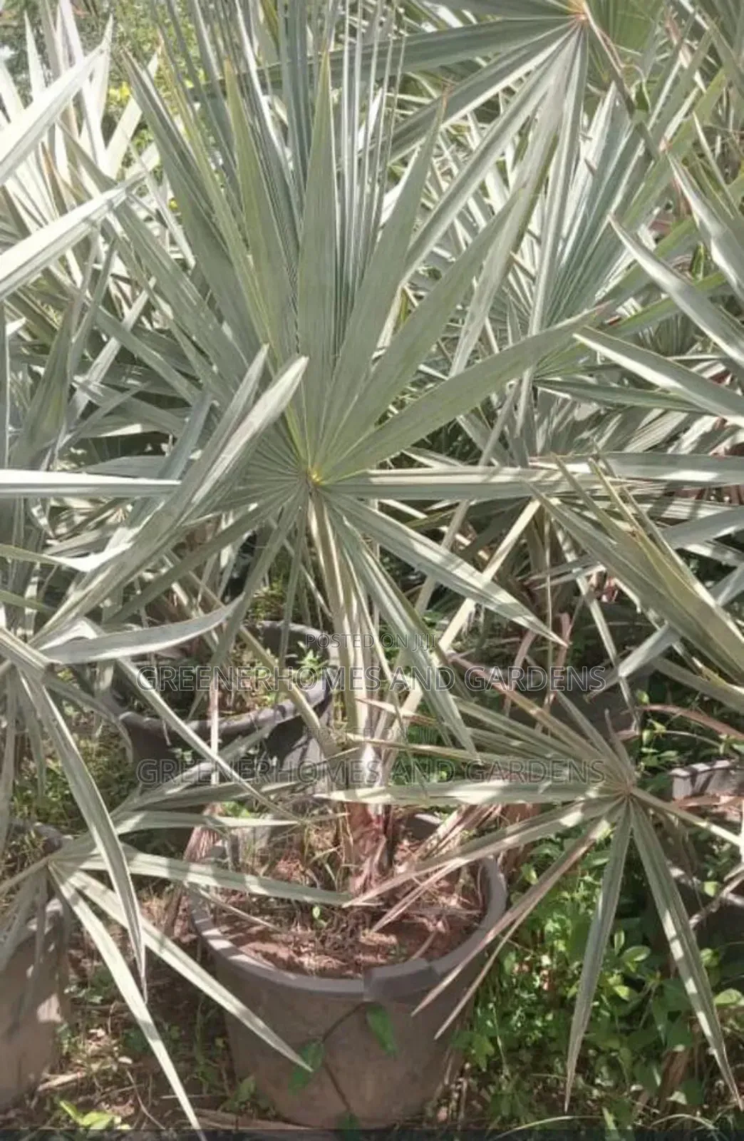 Bismackia Plants