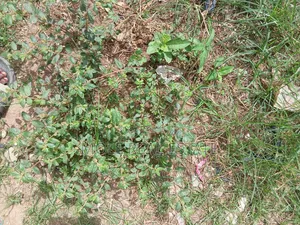 1042sqm ( Jv) Adeniyi Jones Ikeja Lagos