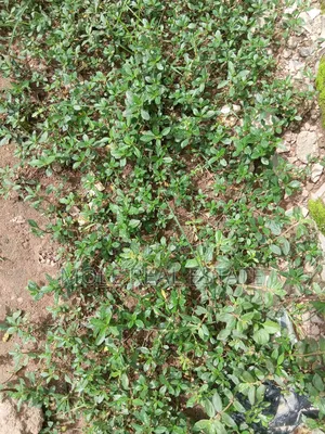 917sqm Plot 4 Sale / (Jv) Ikeja Prime Location