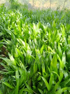 Hybrid Tenera Oilpalm Seedlings