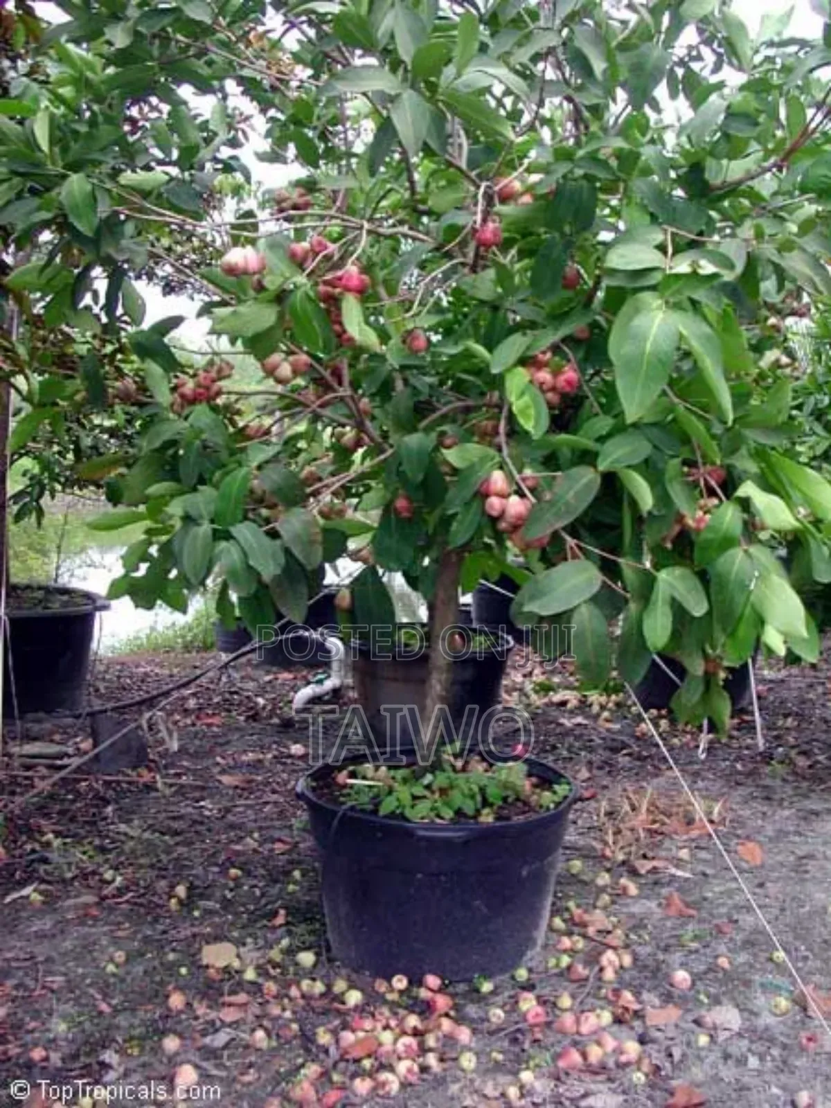 Bell Apple Seedlings