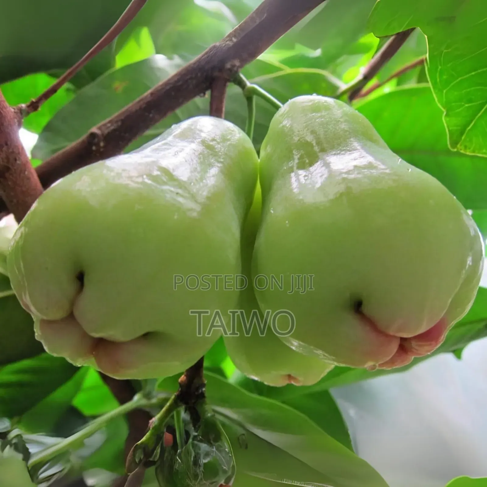 Bell Apple Seedlings