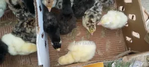 Day Old Local Turkey