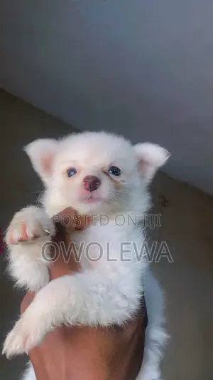 1-3 months Female Purebred American Eskimo