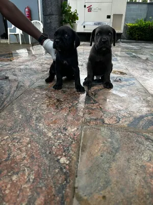 1-3 months Female Purebred Cane Corso