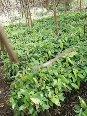 Tc8 Cocoa Seedlings
