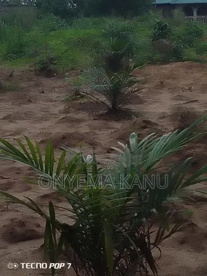 Photo - Young Palm Plantation for Sale